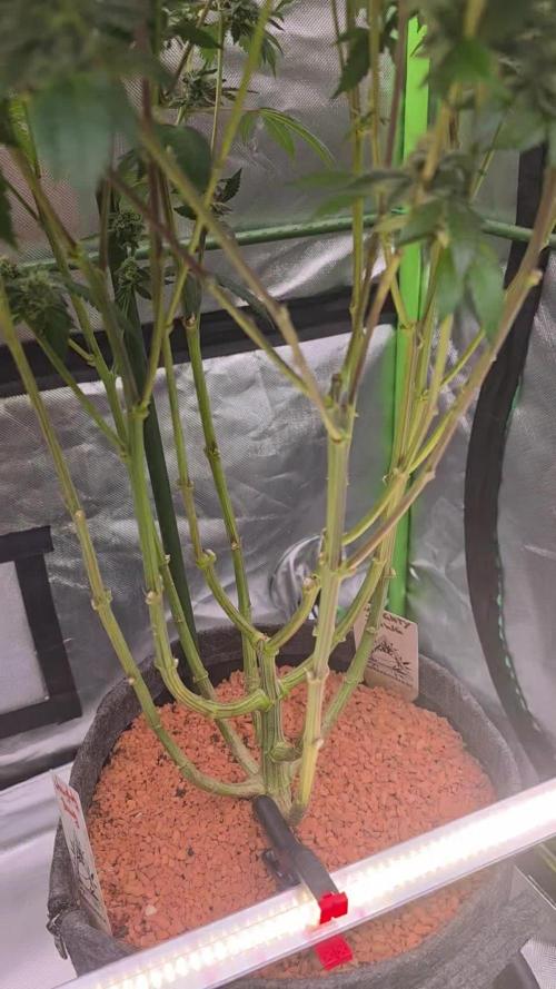 Naughty Dawg-Wunderbohnen-SeedsOfAnarchy