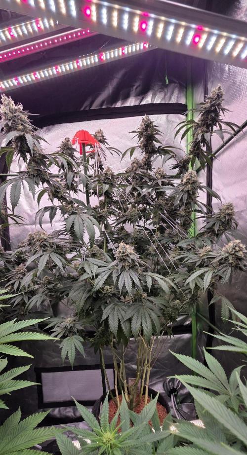 Naughty Dawg-Wunderbohnen-SeedsOfAnarchy. Week 16
