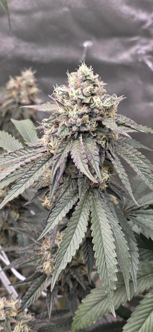 Naughty Dawg-Wunderbohnen-SeedsOfAnarchy. Week 16