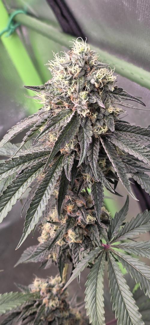 Naughty Dawg-Wunderbohnen-SeedsOfAnarchy. Week 16