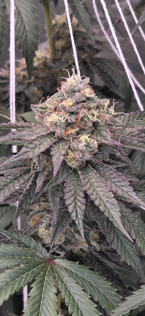 Naughty Dawg-Wunderbohnen-SeedsOfAnarchy. Week 16