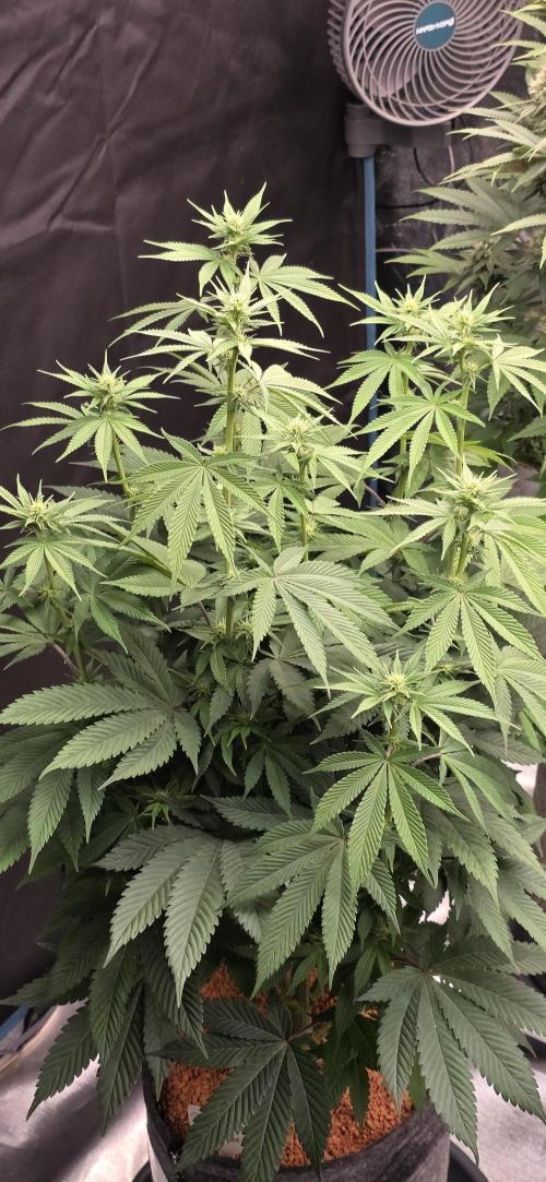 Permanent Marker - Traphouse Genetics. Week 11