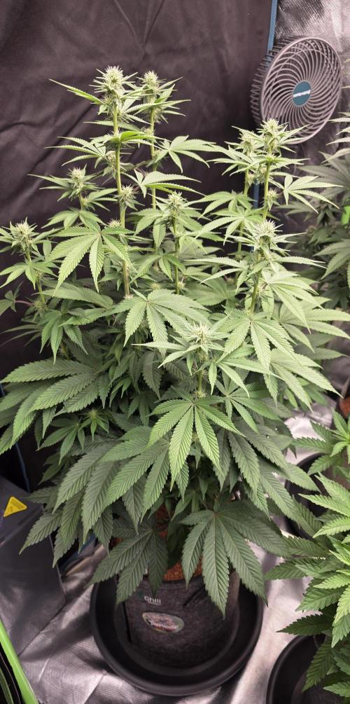 Permanent Marker - Traphouse Genetics. Week 11