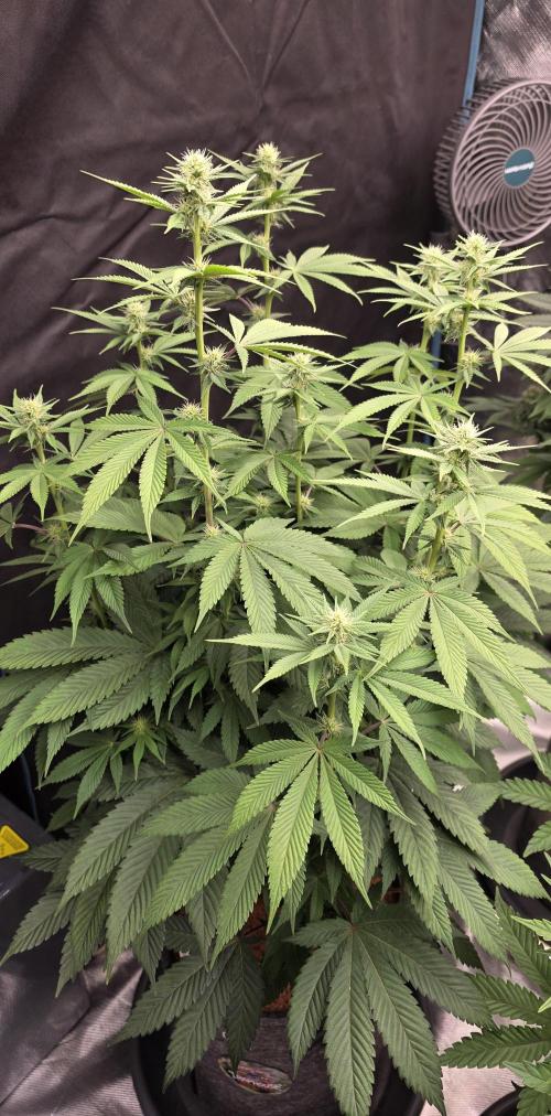 Permanent Marker - Traphouse Genetics. Week 11