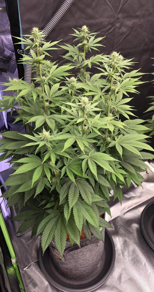 Permanent Marker - Traphouse Genetics. Week 11