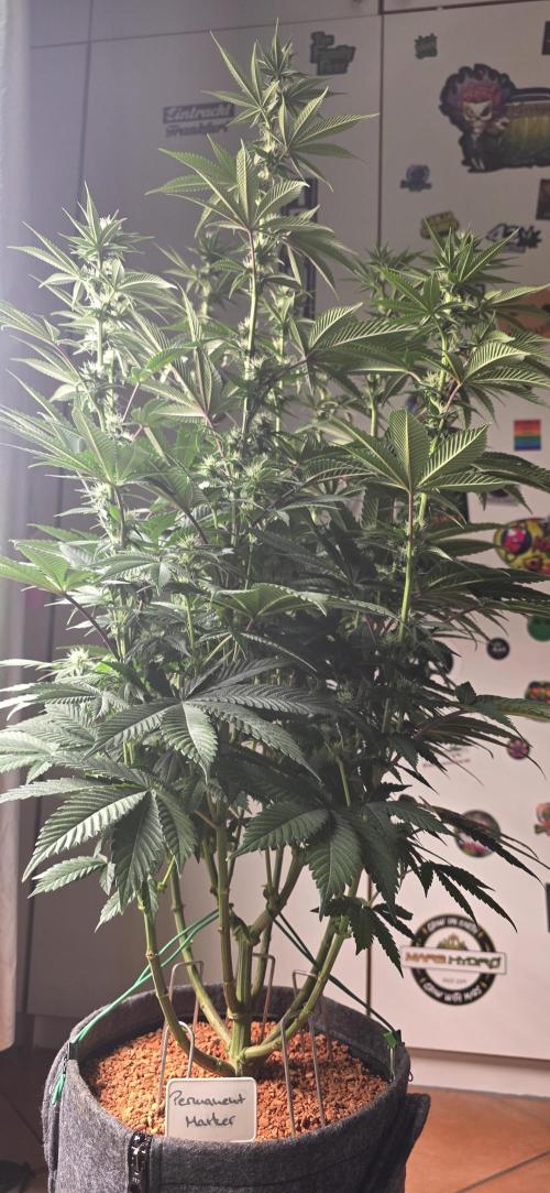 Permanent Marker - Traphouse Genetics. Week 11