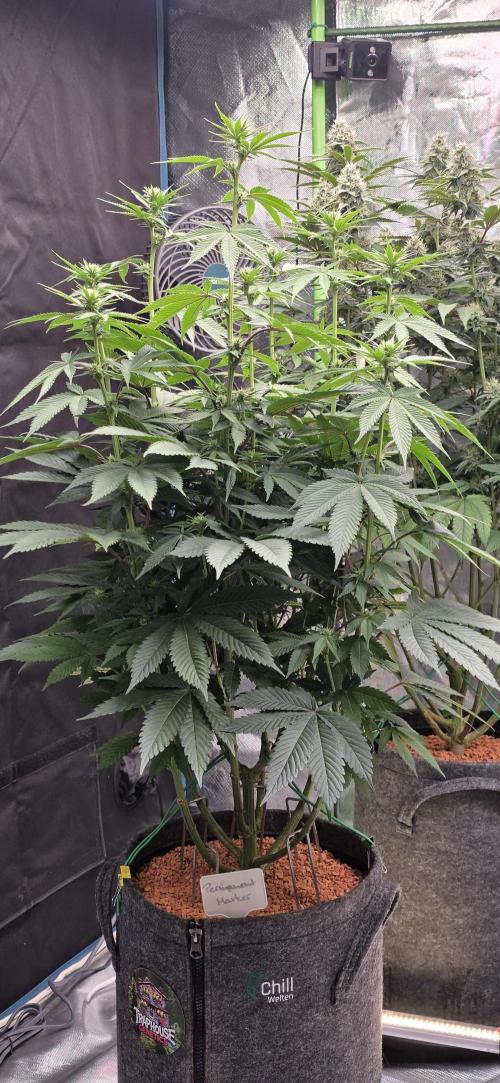 Permanent Marker - Traphouse Genetics. Week 11