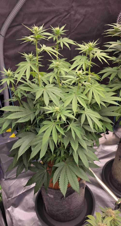 Permanent Marker - Traphouse Genetics. Week 11