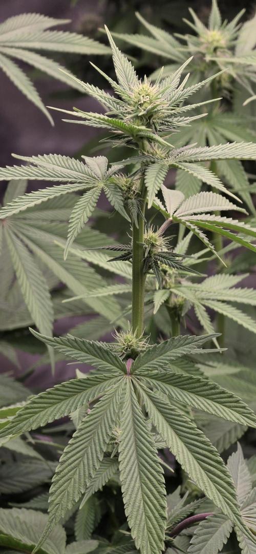 Permanent Marker - Traphouse Genetics. Week 11