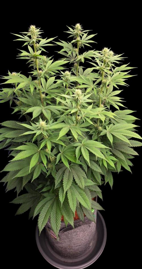 Permanent Marker - Traphouse Genetics. Week 11