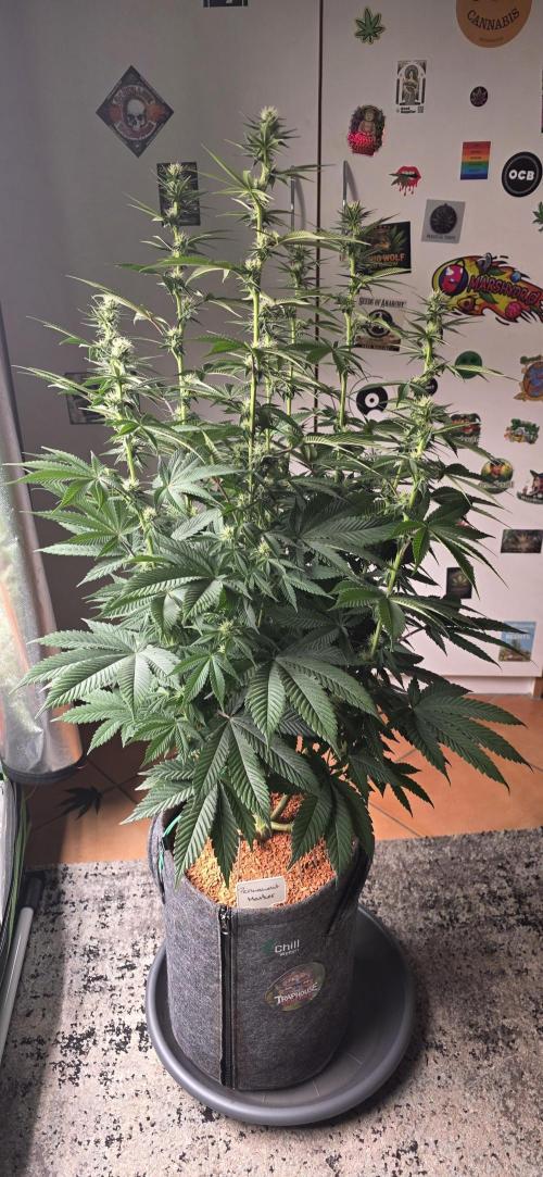 Permanent Marker - Traphouse Genetics. Week 11