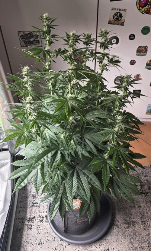 Permanent Marker - Traphouse Genetics. Week 11