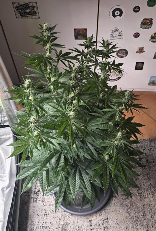 Permanent Marker - Traphouse Genetics. Week 11