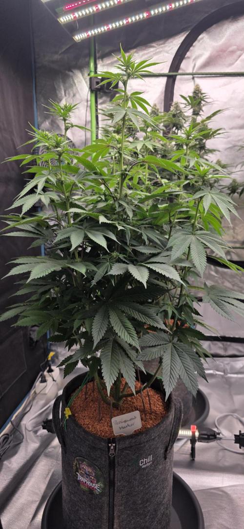 Permanent Marker - Traphouse Genetics. Week 11