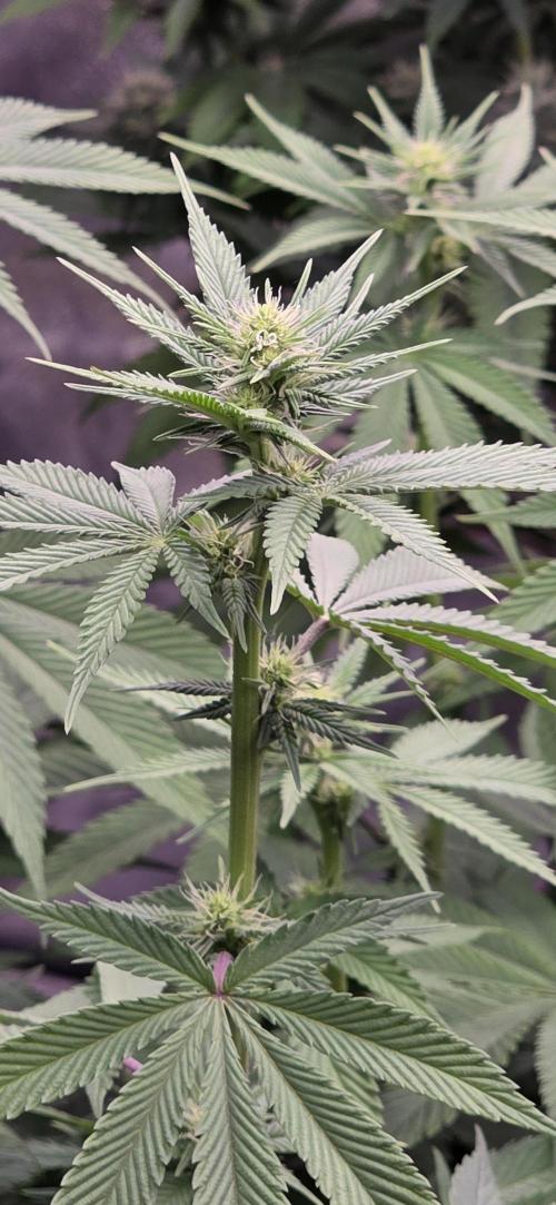 Permanent Marker - Traphouse Genetics. Week 11