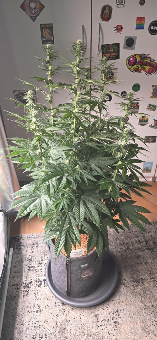 Permanent Marker - Traphouse Genetics. Week 11