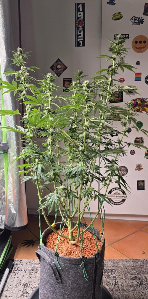 Permanent Marker - Traphouse Genetics. Week 11