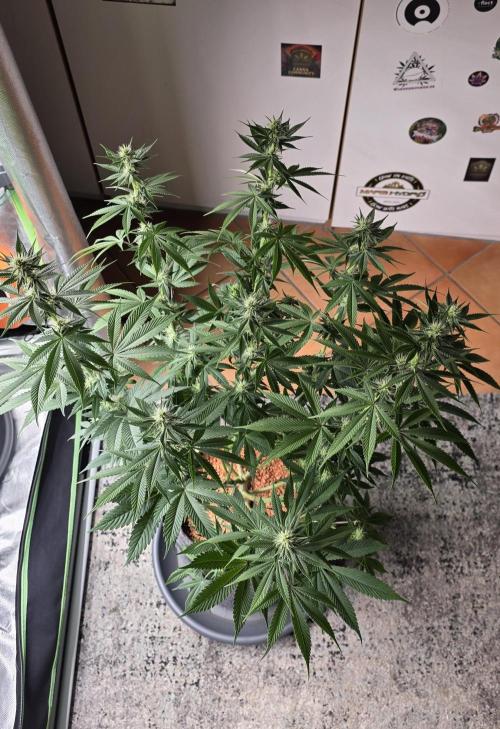 Permanent Marker - Traphouse Genetics. Week 11