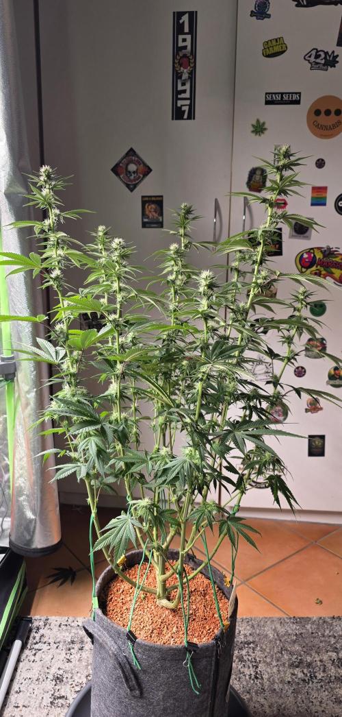 Permanent Marker - Traphouse Genetics. Week 12