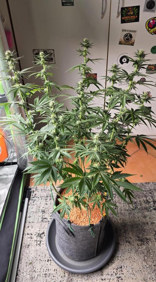 Permanent Marker - Traphouse Genetics. Week 12