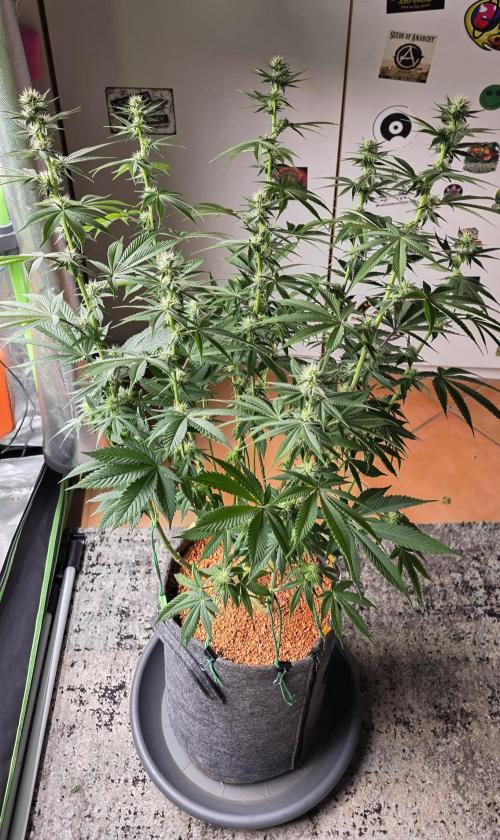 Permanent Marker - Traphouse Genetics. Week 12