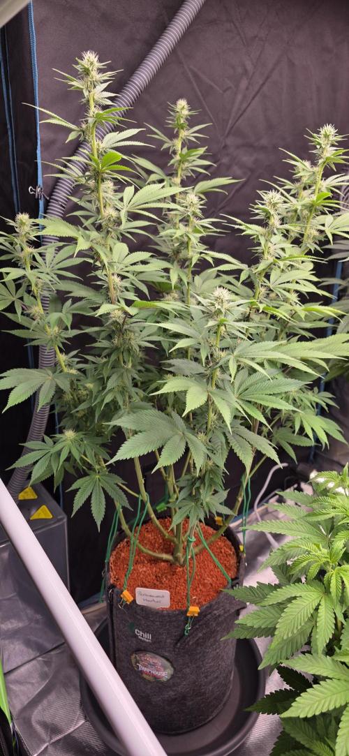 Permanent Marker - Traphouse Genetics. Week 12