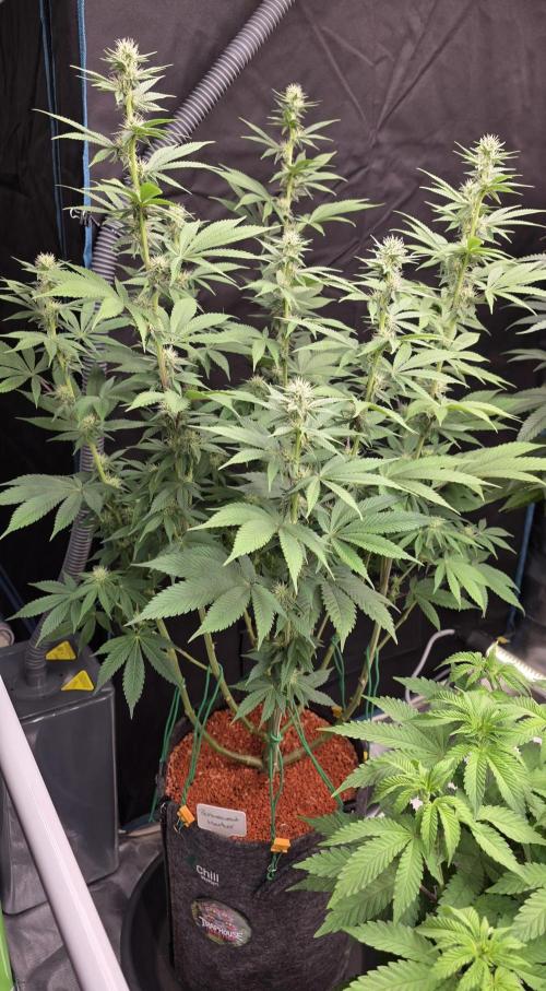 Permanent Marker - Traphouse Genetics. Week 12
