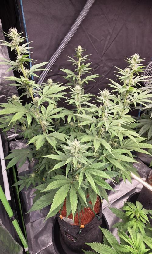 Permanent Marker - Traphouse Genetics. Week 12
