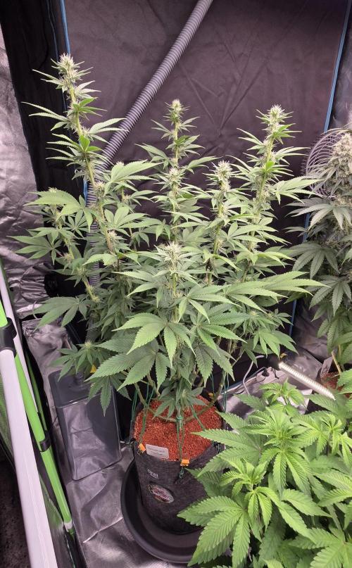 Permanent Marker - Traphouse Genetics. Week 12