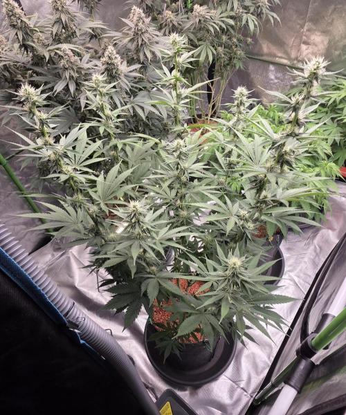 Permanent Marker - Traphouse Genetics. Week 12