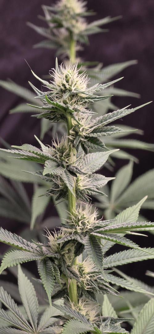 Permanent Marker - Traphouse Genetics. Week 12