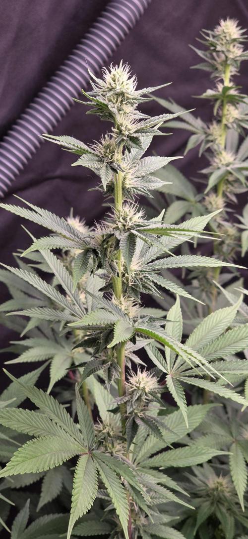 Permanent Marker - Traphouse Genetics. Week 12