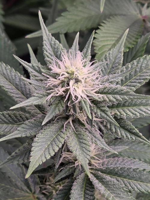 Permanent Marker - Traphouse Genetics. Week 12