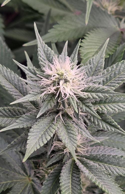 Permanent Marker - Traphouse Genetics. Week 12