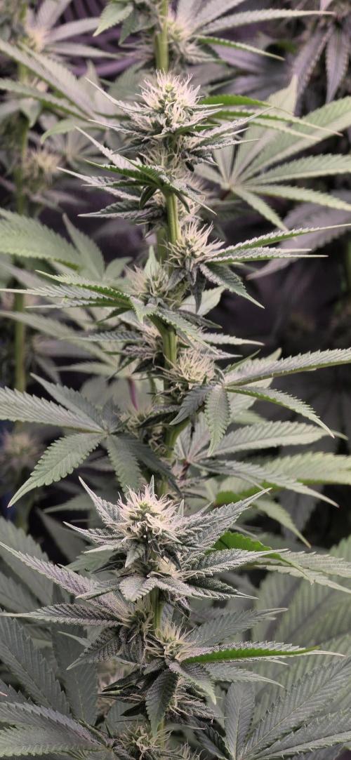 Permanent Marker - Traphouse Genetics. Week 12