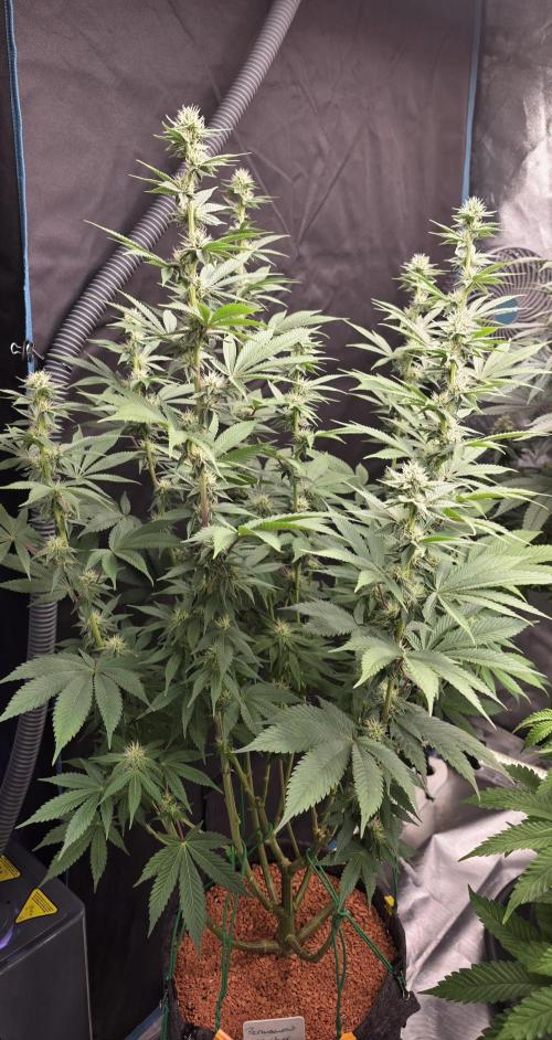 Permanent Marker - Traphouse Genetics. Week 12