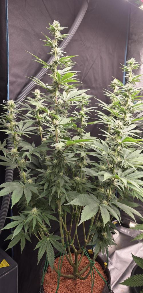 Permanent Marker - Traphouse Genetics. Week 12