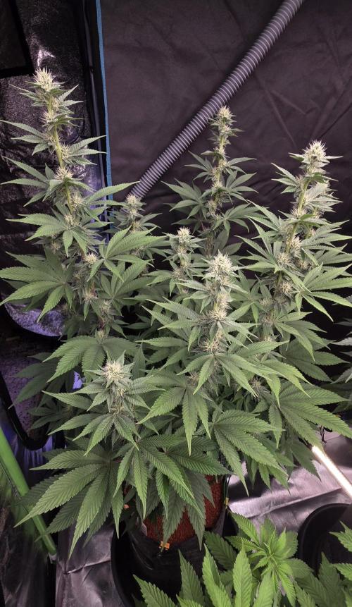 Permanent Marker - Traphouse Genetics. Week 12