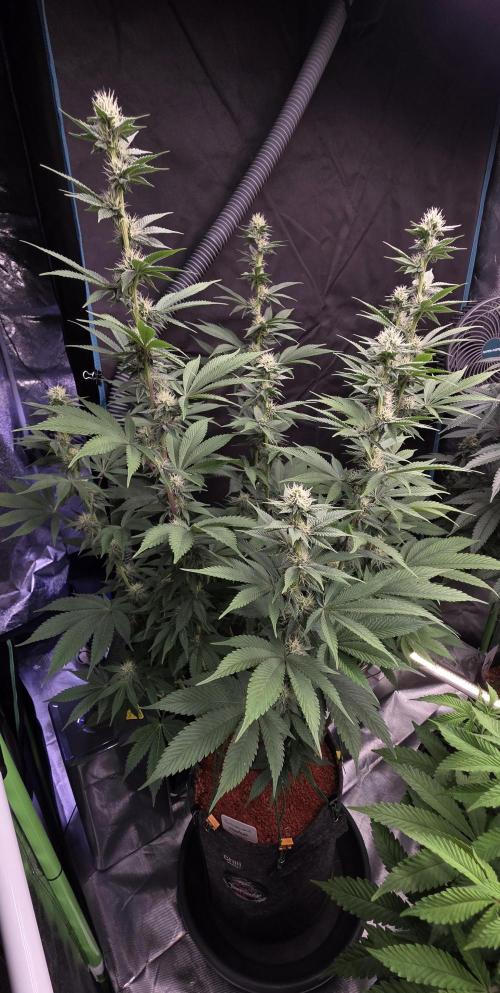Permanent Marker - Traphouse Genetics. Week 12