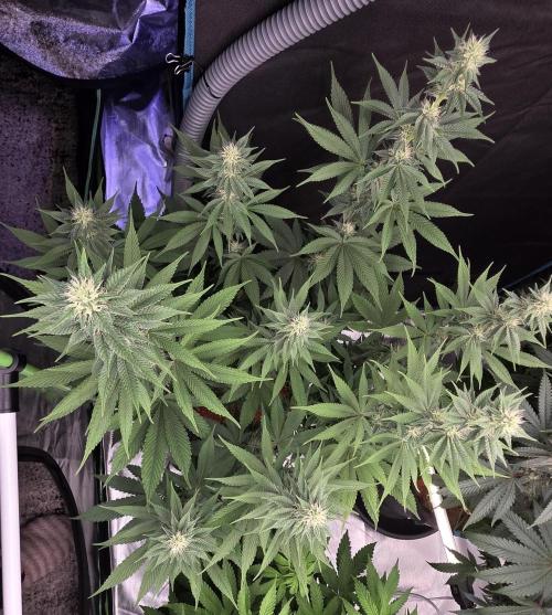 Permanent Marker - Traphouse Genetics. Week 12