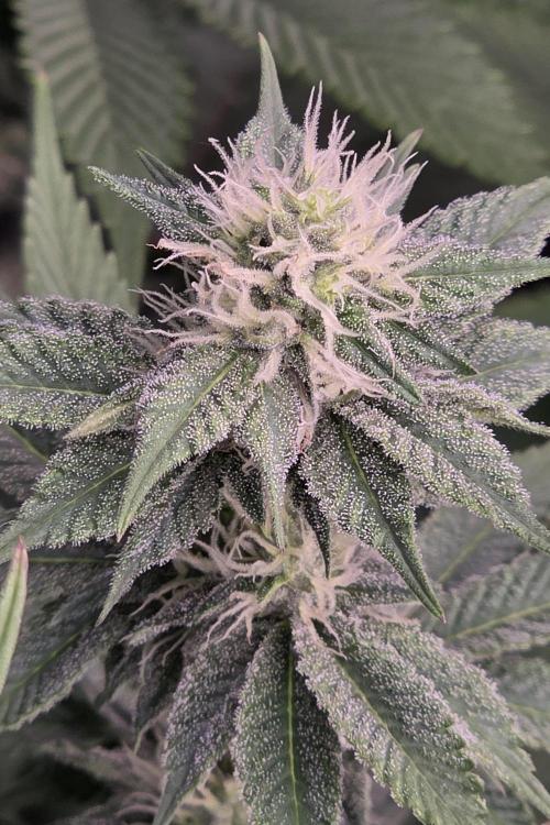 Permanent Marker - Traphouse Genetics. Week 13