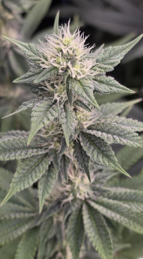 Permanent Marker - Traphouse Genetics. Week 13