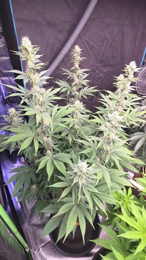 Permanent Marker - Traphouse Genetics. Week 13