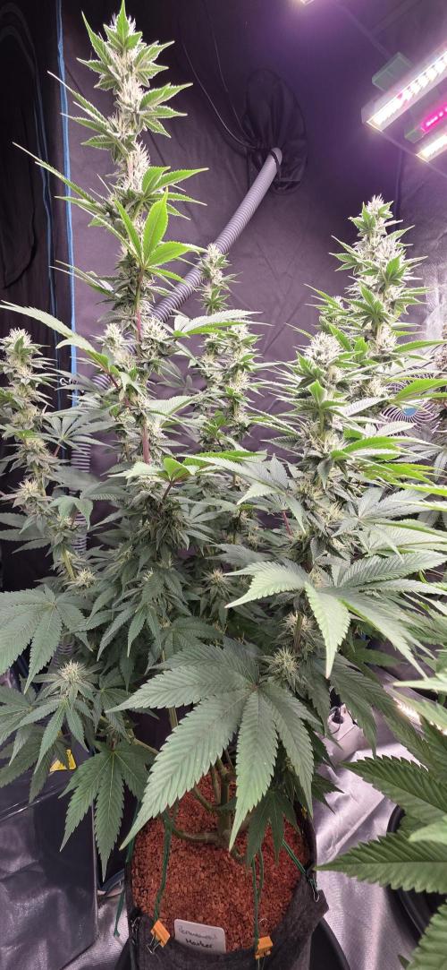 Permanent Marker - Traphouse Genetics. Week 13