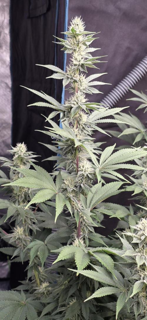 Permanent Marker - Traphouse Genetics. Week 13