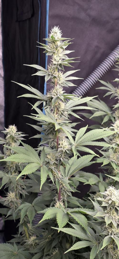 Permanent Marker - Traphouse Genetics. Week 13