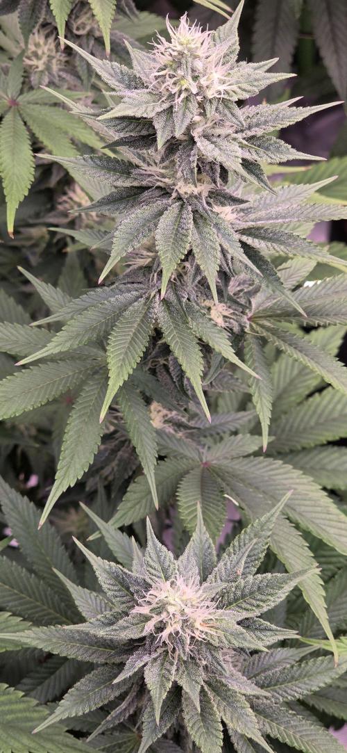 Permanent Marker - Traphouse Genetics. Week 13