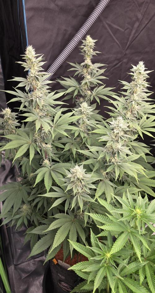 Permanent Marker - Traphouse Genetics. Week 13