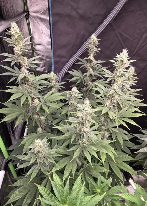 Permanent Marker - Traphouse Genetics. Week 13