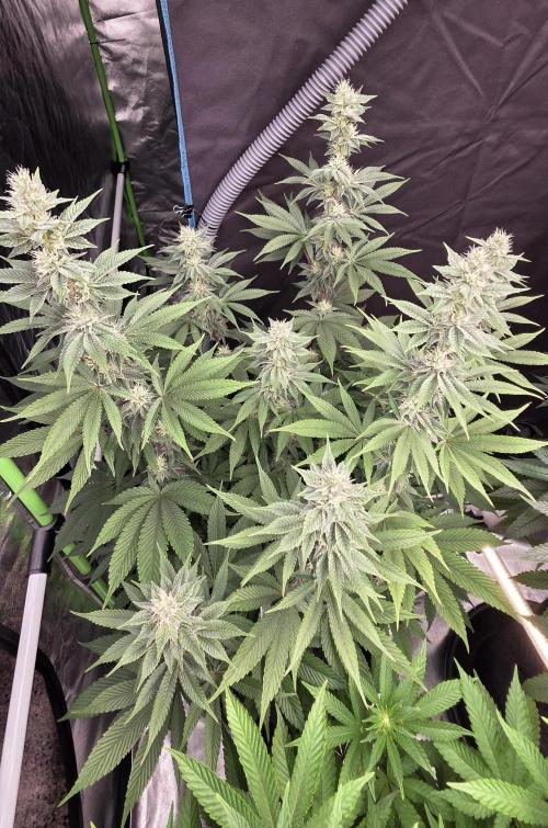 Permanent Marker - Traphouse Genetics. Week 13